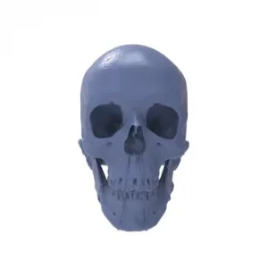 Keyshot render of a 3d scanned human skull